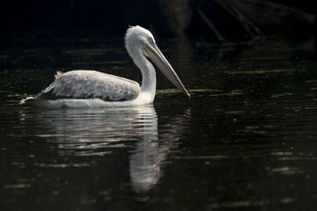 pelican